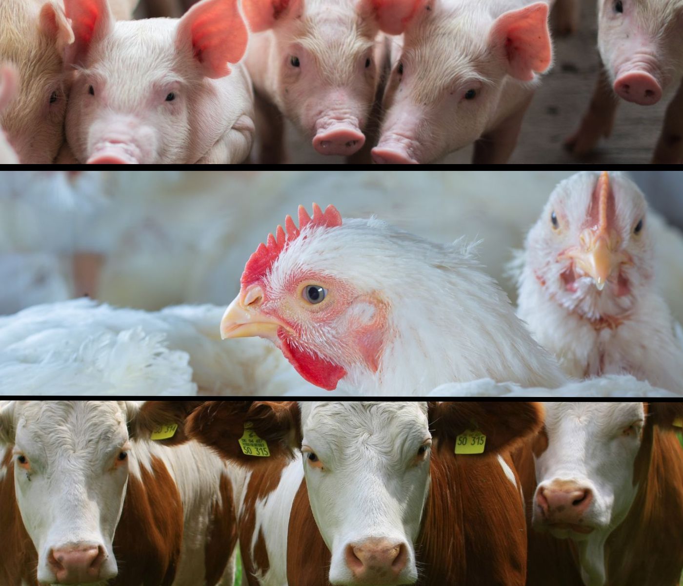 La “Empresa Glocal”: Una Actualización para el Sector de Proteína Animal