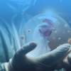 La relación entre la coccidiosis y las infecciones por Salmonella en pollos de engorde