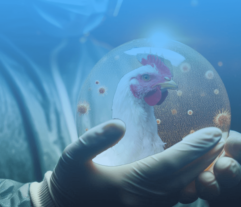 Coccidiosis en pollos de engorde y su relación con Salmonella