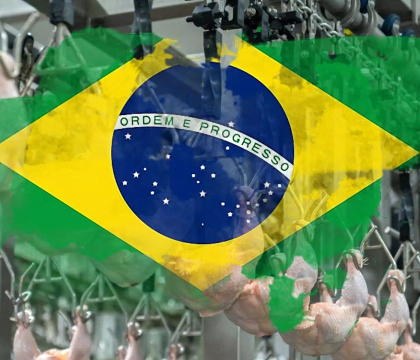 Brasil Proyección positiva para producción de carne de pollo y huevos en este 2024