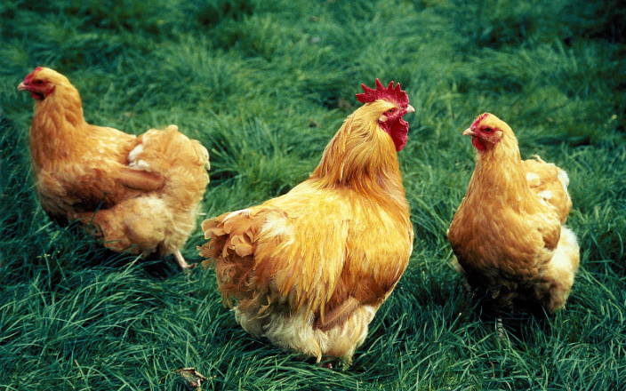 Avian Influenza returns to French poultry industry