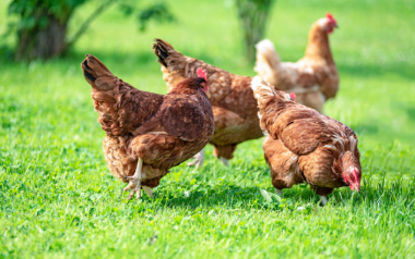 Happy hens: healthier birds and tastier eggs