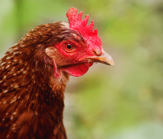 Imagen Revista El manejo de los lotes de aves que tienen el pico completo (Parte I)