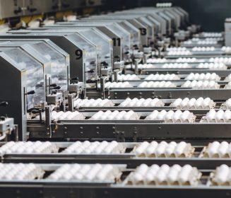 San Luis Potosí fortalece la producción de huevo