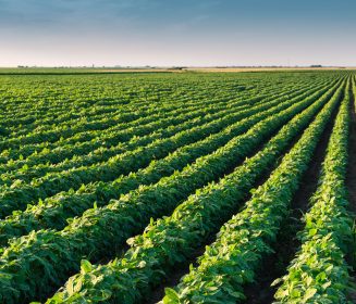 Actualización de U.S. Soy Sustainability Assurance Protocol Reaches FSA Gold Level Equivalent