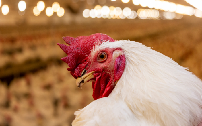 Poultry forecasts for China: 2024-2025