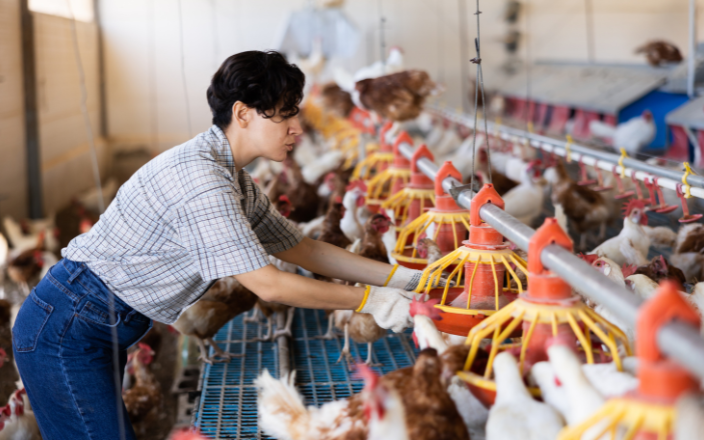 The future of global chicken production