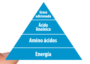 Tamaño de huevo: Parámetros claves en producción de huevos