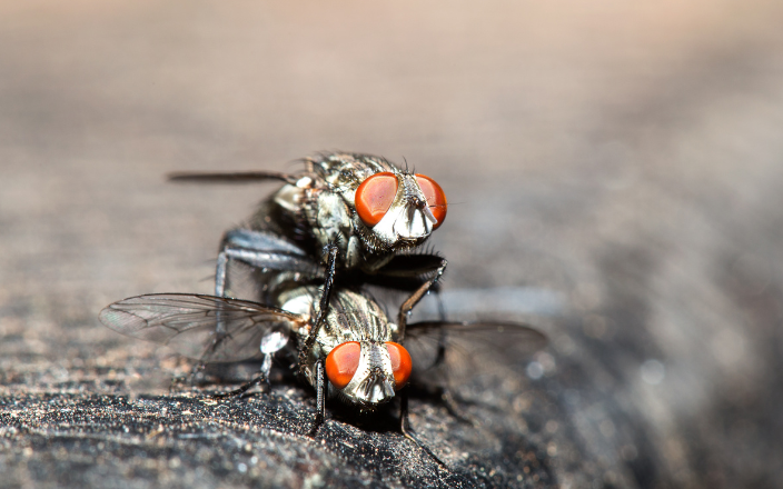 Bluebottle flies identified as carriers of Avian Influenza virus