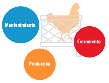 Tamaño de huevo: Parámetros claves en producción de huevos