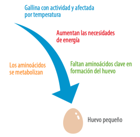 Tamaño de huevo: Parámetros claves en producción de huevos