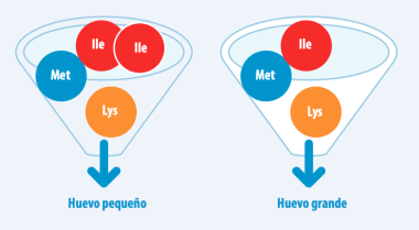 Tamaño de huevo: Parámetros claves en producción de huevos