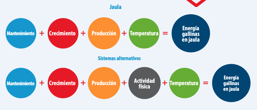 Tamaño de huevo: Parámetros claves en producción de huevos