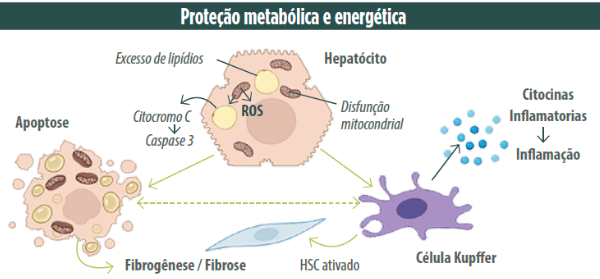 Figura 1. Wieckowska e Feldstein (2008). Diagnosis of Nonalcoholic Fatty Liver Disease: Invasive versus Noninvasive (Diagnóstico de doença hepática gordurosa não alcoólica: invasiva versus não invasiva). Seminários em doença hepática. 28(4): 386-95. 10.1055/s-0028-1091983. Created with BioRender.com