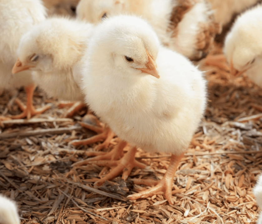 Mejora la salud de las patas de tus aves