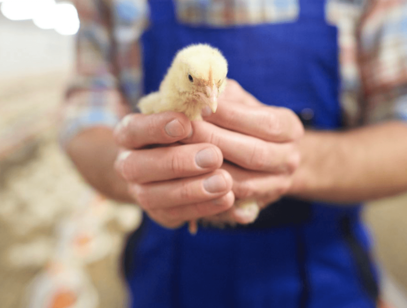 Mejora la salud de las patas de tus aves