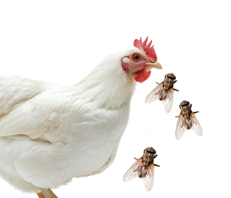 Imagen Revista Controlling Insects in Poultry Production