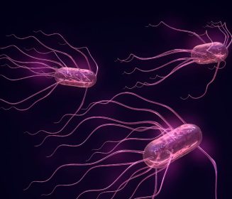 Aditivos nutricionales que ayudan en los programas sanitarios: Bacillus Subtilis 29784 en el control de Salmonella Heidelberg