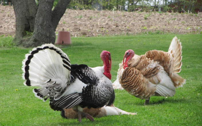 Kuş gribi H5N1 salgını: ABD hindi endüstrisi üzerindeki etkisi