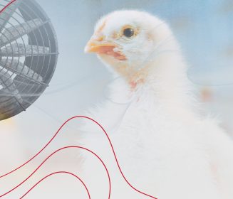 Imagen Revista Estratégias de controle de temperatura e ventilação para o frango de corte