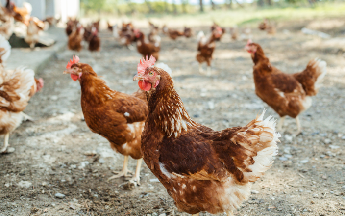 Mexico ranks as the 7th largest chicken producer globally