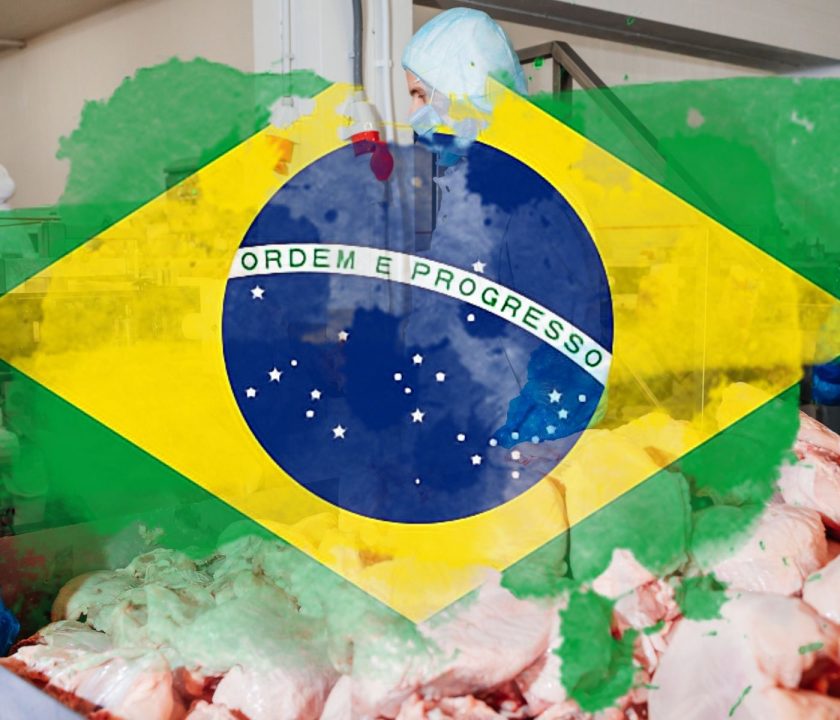 Brasil: Prevén que la producción de carne de pollo alcance récord en 2025