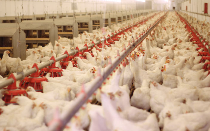 Brazil sets new records in poultry industry for 2024