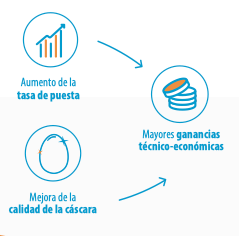 Mejora rendimiento gallinas ponedoras con PONTIPLUS