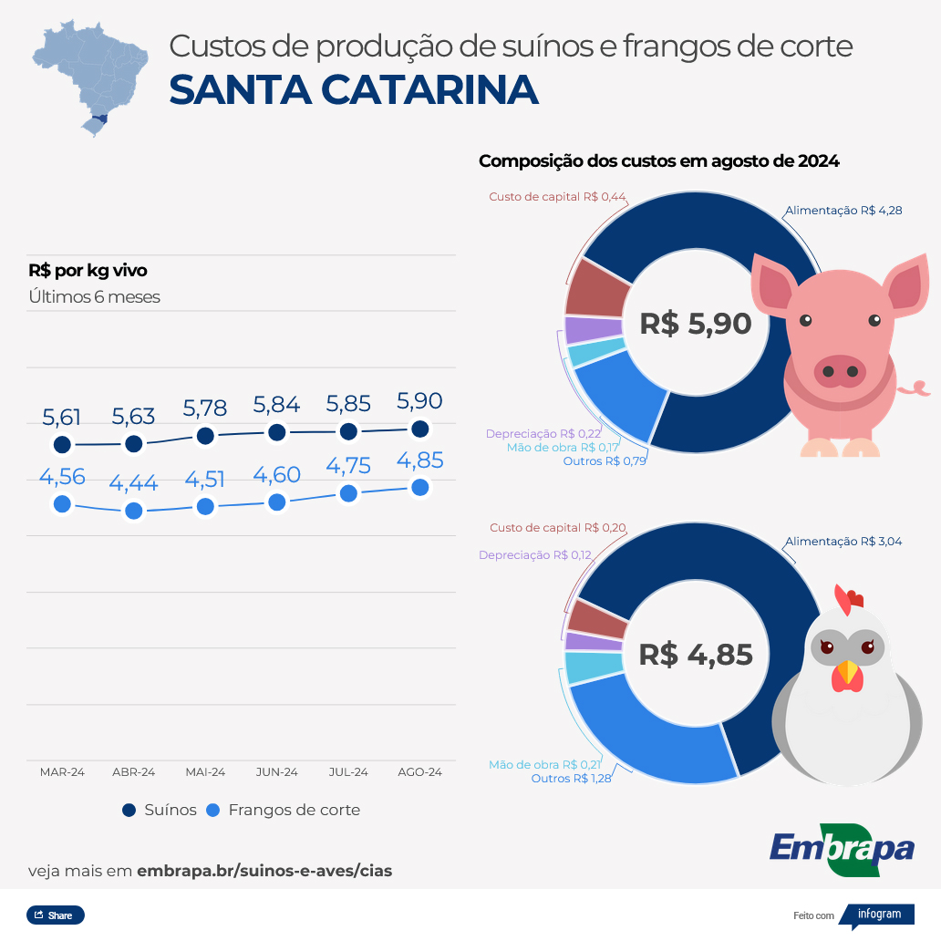 Custos de produção de frangos de corte caem em agosto; produzir suíno ficou mais caro