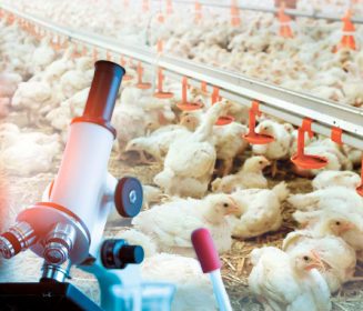 Imagen Revista Patologi sistem imun dalam diagnosis imunosupresi pada ayam