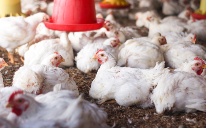 U.S.: Broiler exports remain steady at historically low levels