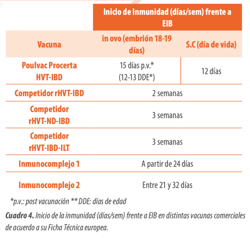 Gumboro y cepas reordenadas: Impacto en la salud aviar