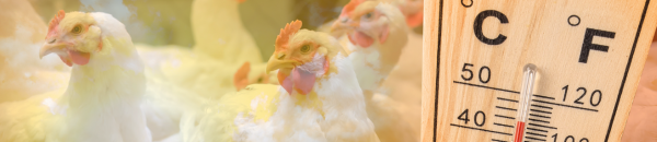 Produtividade animal no agronegócio: o papel do isolamento no controle térmico durante o verão