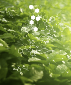 Recría y nutrición temprana: Claves para el éxito en avicultura