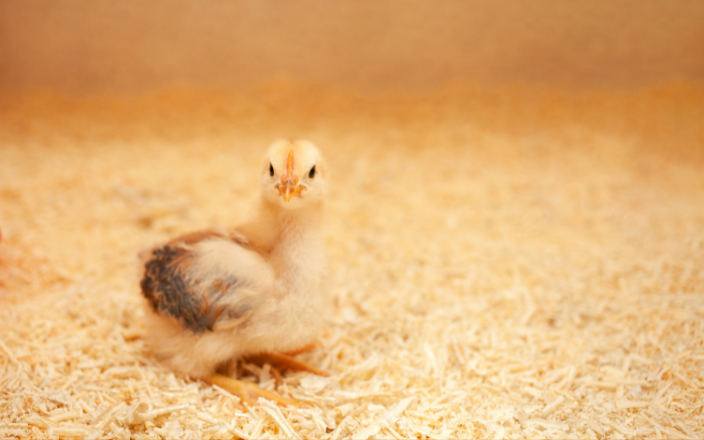 Differences in the management of poultry litter in winter and summer