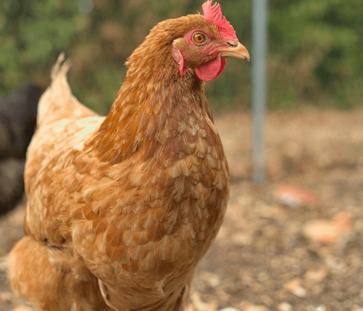 Importancia del zinc, cobre y manganeso en gallinas de postura y recría. Uso de INTELLIBOND (HIDROXI-MINERALES)