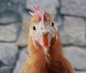 Imagen Revista El valor de LYSOFORTE para mitigar la enfermedad del hígado graso en gallinas ponedoras