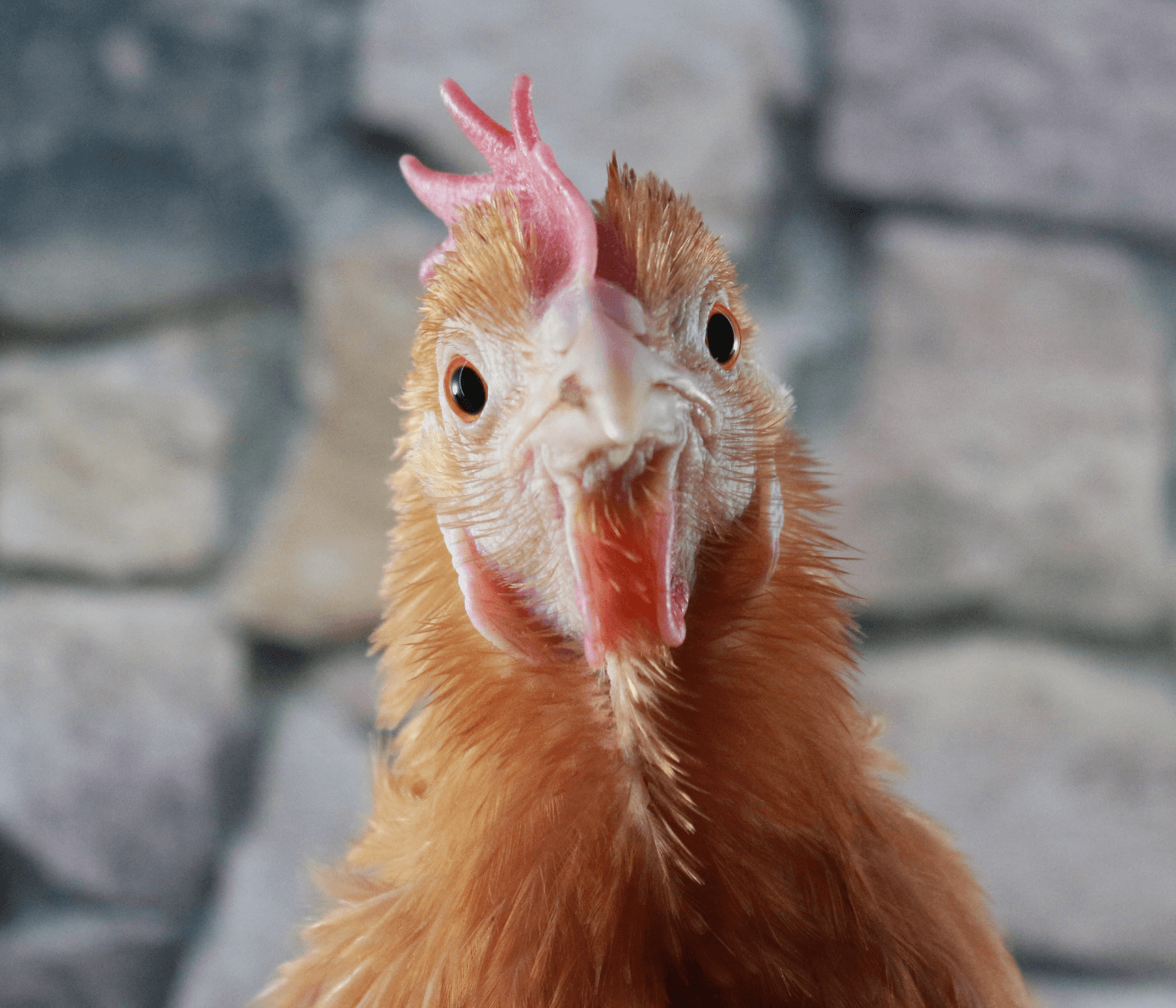 El valor de LYSOFORTE para mitigar la enfermedad del hígado graso en gallinas ponedoras