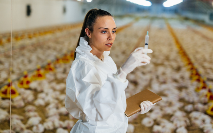 Vaccination against avian influenza in France started a year ago