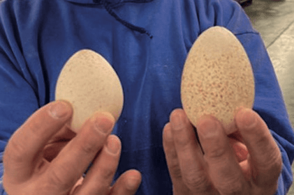 Incubación de huevos de pavo: claves para optimizar la eclosión