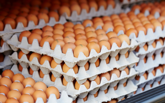 Ukrainian egg market faces oversupply challenges