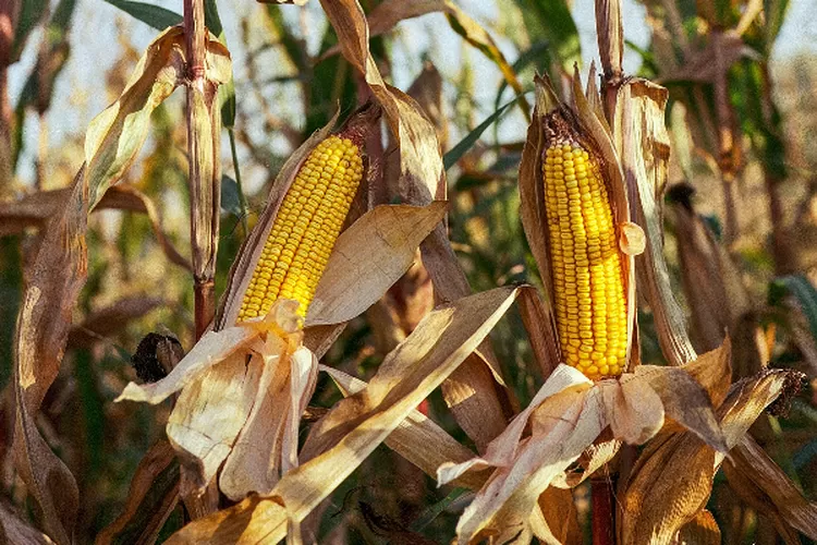 Produksi jagung pipilan kering diprediksi tembus 15,21 juta ton