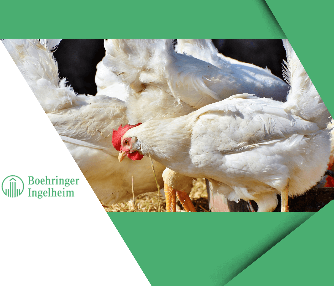 Divisão de Saúde Animal da Boehringer Ingelheim anuncia crescimento de 12,4% no primeiro semestre de 2024