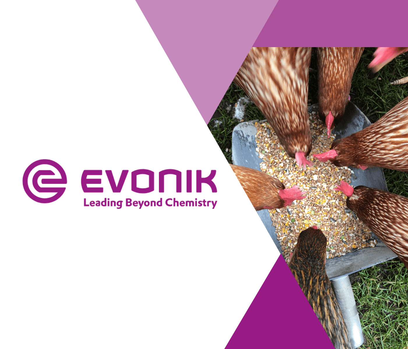 Evonik debate qualidade e variabilidade das matérias-primas e seus impactos nos custos de produção e desempenho das aves em Foz do Iguaçu