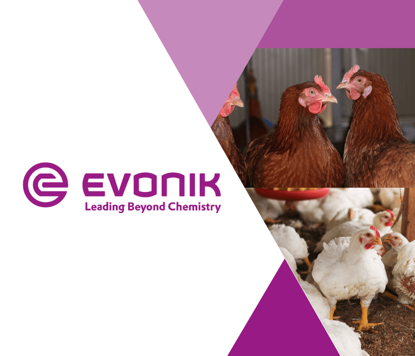 Evonik debate nutrição de precisão na avicultura e impactos na eficiência, saúde e sustentabilidade, dia 9 de outubro, durante a Conferência PSA