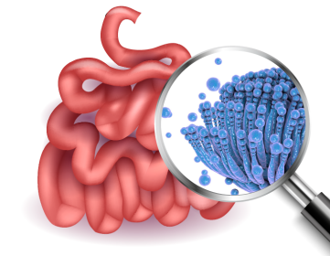 MICOTOXINAS: Enemigas silenciosas de la integridad intestinal