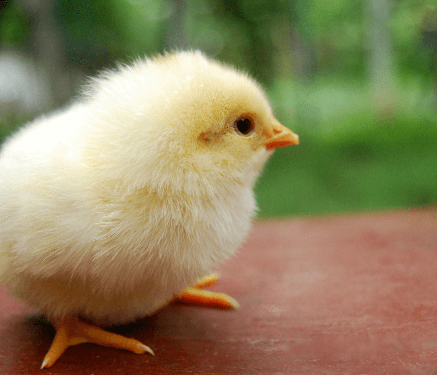 Cómo obtener el máximo potencial genético en el pollo moderno