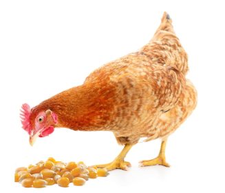 Imagen Revista Manejo de alimentación de gallinas ponedoras