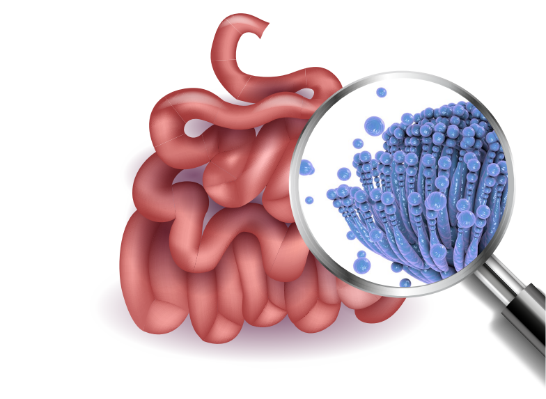 Mycotoxins, silent enemies of intestinal integrity