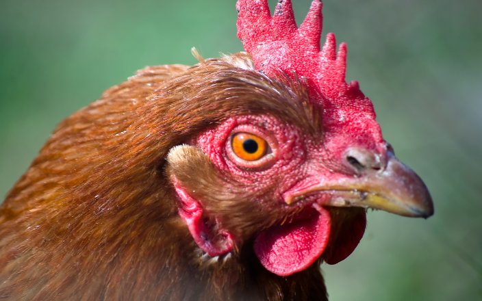 Effects, causes, and control of toe pecking in laying hens